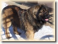 Leonberger v zimě