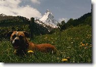 Ares ve Švýcarsku