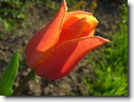 Jarní tulipán na slunci