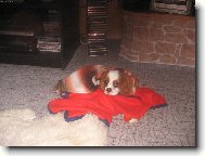 Kavalír King Charles Španěl
