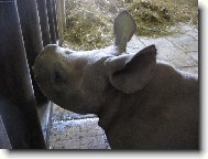 nosorožčí slečna ze zoo DKnL