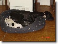 Odpolední siesta