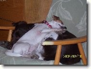 odpolední siesta