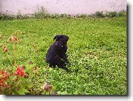 kříženec labradora+ohaře