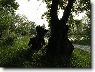 Řeč stromů