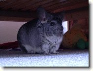 činčila OSKAR