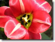 Tulipán