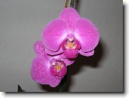 naše orchidej