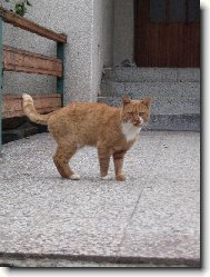 Macík