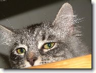 neruš