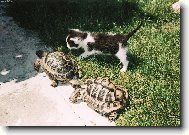 Emil, Frenky a Bubáček
