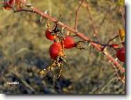 Фотография: Остальные Цветы и растения