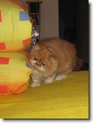 Pumík