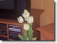 naše tulipány