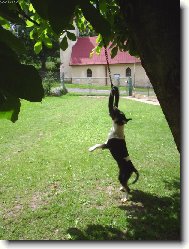 Čiko