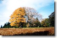Souměrnost