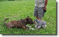 Bandog a malý knírač