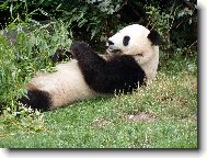 Panda velká