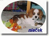 niaček