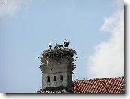 ČÁPI