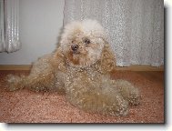 Sárinka