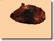 Křeček