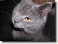 Tomík