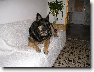 Briteček