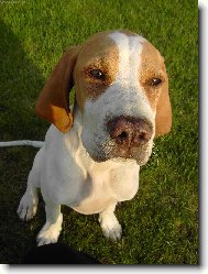 Pupík