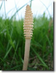 Фотография: Equisetum arvense L.