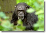 Fotosout�: Šimpanz