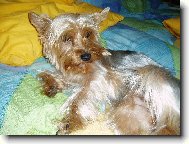 Maggie-jorkšír