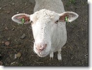 Ovečka