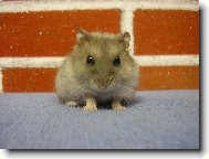 křecek