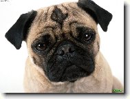 Mopsíček