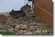 Osmák degu