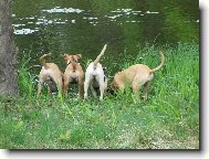 Pitbullčata