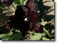 Tulipán noci