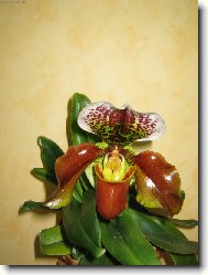 JEDNA Z MAMINĆINÝCH ORCHIEJEK