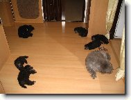 Odpolední siesta