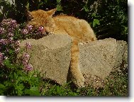 Odpolední siesta
