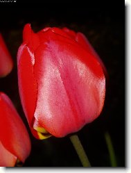 tulipán