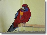 Papoušek Figo