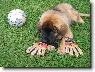 Artuš alias Buffon
