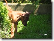Rhodéský ridgeback
