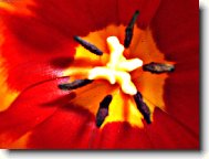 Tulipán uvnitř