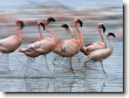 Puzzle on-line