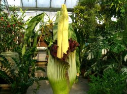 Гигантский цветок Titan Arum