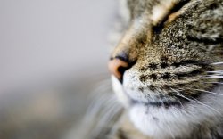 Зачем кошке усы