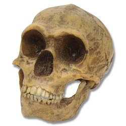 Почему вымерли неандертальцы